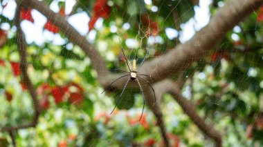 Close-up of giant golden orbweaver spider.
