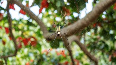 Close-up of giant golden orbweaver spider. clipart