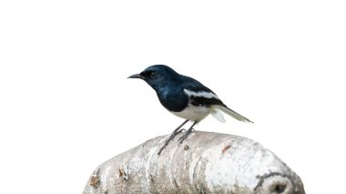 Oriental magpie robin bird on a white background. clipart