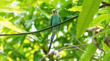 Mavi muhabbet kuşu ağaçlara tünemiş..