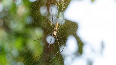 Close-up of giant golden orbweaver spider.