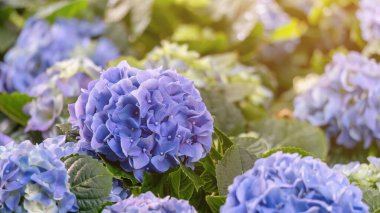 Bahçedeki mor ortanca çiçeği..