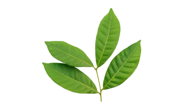 Beyaz arka planda yeşil Longan yaprakları.