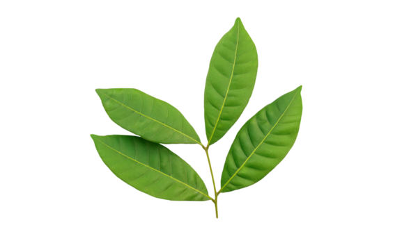 Beyaz arka planda yeşil Longan yaprakları.