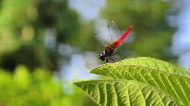 Kırmızı bir yusufçuk yaprağın üzerinde vızıldıyor..