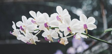 orchids beautiful flowers blooming in spring decorate the beauty of nature