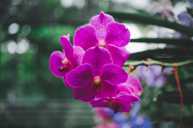 orchids beautiful flowers blooming in spring decorate the beauty of nature