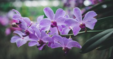 orchids beautiful flowers blooming in spring decorate the beauty of nature