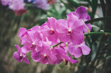 orchids beautiful flowers blooming in spring decorate the beauty of nature