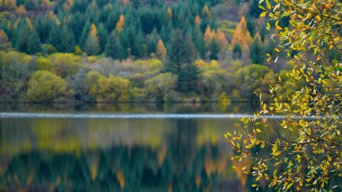 Brecon Beacons 'da sonbahar renkleri. Yapraklar yeşil, turuncu, altın, kırmızı ve sarı renge dönüştü. Yamacın canlı mevsimsel renkleri suya yansıyor.