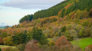 Usk 'taki Tal-y-Bont civarındaki Brecon Beacon dağlarında sonbahar renkleri. Yaprak döken ağaçların çok renkli yaprakları yemyeşil ağaçlara, çimenli tarlalara ve tepelere karşı duruyor..