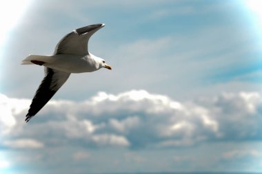 Beyaz bulutlu, rüya gibi bir gökyüzünde uçan bir martı. Özgürlük, uçuş, hareket ve yaz konsepti. Kullanılabilir büyük kopyalama alanı