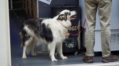 Kahverengi ve beyaz bir köpek dondurma dükkanında sabırla köpek dondurması umuduyla bekliyor. Umarım sahibine bakıyordur..