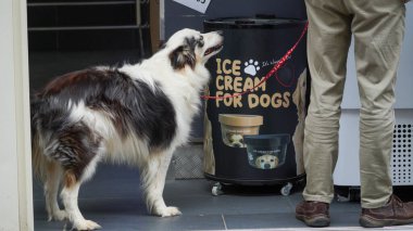 Kahverengi ve beyaz bir köpek dondurma dükkanında sabırla köpek dondurması umuduyla bekliyor. Umarım sahibine bakıyordur..