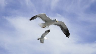 Barry Wales 'deki Cold Knap' in yerel bir çakıl taşı plajının üzerinden iki martı havalanıyor ve uçuyor. Gökyüzü dağınık bulutlarla mavidir. Kopyalama alanı ile