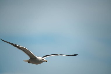 Martı havada süzülürken tam kanat açıklığıyla tepemizde uçuyor. Bulutlu mavi gökyüzü.