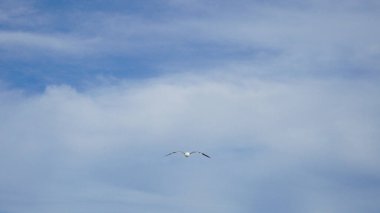 Martı havada süzülürken tam kanat açıklığıyla tepemizde uçuyor. Bulutlu mavi gökyüzü.