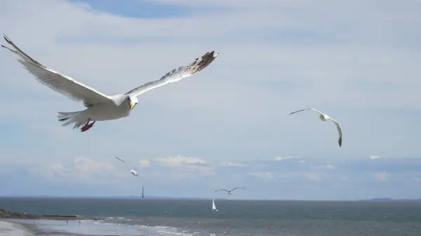 stock image Seagull flying overhead with its full wingspan visible as it glides through the air. Cloudy blue sky above.