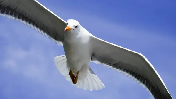 stock image Seagull flying overhead with its full wingspan visible as it glides through the air. Cloudy blue sky above.