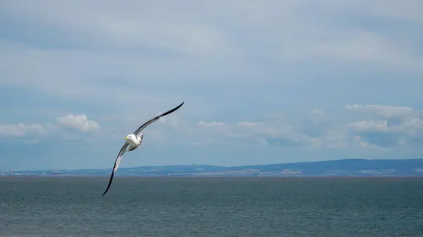 stock image Seagull flying overhead with its full wingspan visible as it glides through the air. Cloudy blue sky above.