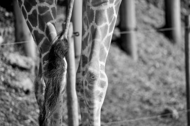 Genuine photograph of giraffe legs. Long skinny thin legs of different shapes and sizes with knobbly knees covered in a brown and white patterned skin.  African safari inspired background and texture. clipart