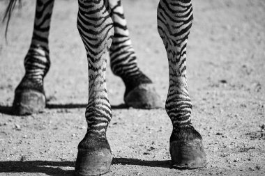 Zebra bacaklarının hakiki siyah beyaz fotoğrafı. Uzun, sıska bacakları ve siyah ve beyaz desenli derisi olan topuzlu dizleri var. Afrika safarisi arka plan ve dokuya ilham verdi.