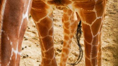 Genuine photograph of giraffe legs. Long skinny thin legs of different shapes and sizes with knobbly knees covered in a brown and white patterned skin.  African safari inspired background and texture. clipart