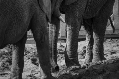Safari fil bacakları için ilham kaynağı oldu. Bu Afrikalı hayvanların büyük tombul bacakları ve kırışık derileri var. Ayaklar bu devasa yaratığın ağırlığını taşıyacak ve onları sabit tutacak şekilde inşa edilmiştir..  