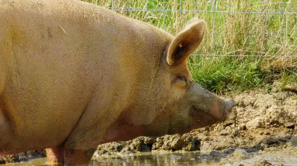 stock image Bristol, England, United Kingdom - August 04 2024: A large ginger coloured Tamworth pig wallows in muddy ground on a sunny day. His face and the long hairs on his skin are caked with dried mud.