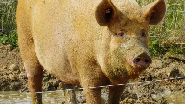 stock image Bristol, England, United Kingdom - August 04 2024: A large ginger coloured Tamworth pig wallows in muddy ground on a sunny day. His face and the long hairs on his skin are caked with dried mud.