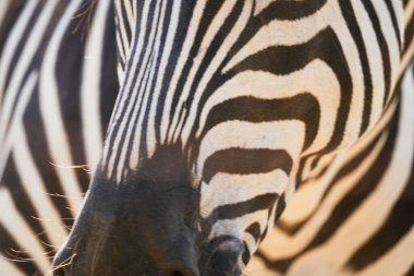 Zebra derisi, doğal otantik hayvan derisi, safari arka planı ve siyah beyaz çizgili kürk dokusu. Afrika etkisi arka planı.