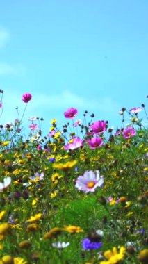 Yavaş çekim, rüzgarda esen kır çiçeklerinin dikey videosu. Gökyüzü biraz bulutlu. Çiçekler karışık pastel tonlardır ve dans eder gibi hareket ederler.. 