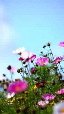 Yavaş çekim, rüzgarda esen kır çiçeklerinin dikey videosu. En uzun çiçekler bulutlu, mavi gökyüzüne karşı dururlar. Pembe ve beyazın güzel tonlarıdır. Dans eder gibi hareket ederler..