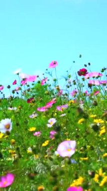 Yavaş çekim, rüzgarda esen kır çiçeklerinin dikey videosu. Güzel pastel gölgeler ve çiçekler gibi narin hareketler. Gökyüzündeki açık mavi gökyüzü onu mükemmel bir yaz havası yapıyor..