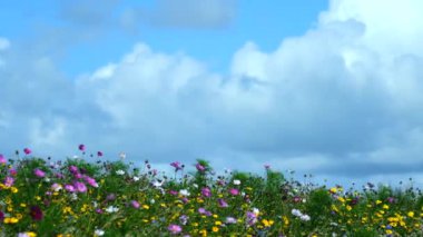 Hafif esintide esen kır çiçeklerinin renkli ve doğal bir arkaplan görüntüsü oluşturduğu 4K yavaş çekim videosu. Rüzgar çiçekleri ve gökyüzündeki beyaz bulutları savuruyor.