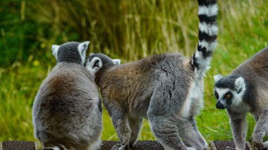 Üç halka kuyruklu lemurlar, ikisi yan yana oturdu ve yüzünü yeşil bitki örtüsüne çevirdi. Diğeri de onlara katıldı. Arkadaşlık kavramları, özel konuşmalar., 