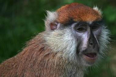 Aşırı yakın çekim ve bir Barbar Macak maymunu kenar görünümü. Bu maymun statüsünü tehlikeye atıyor çünkü yılda yaklaşık 300 kişi evcil hayvan olarak satılmak üzere doğadan alınıyor..