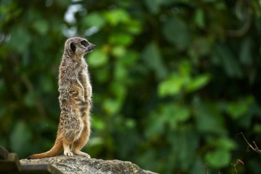 Folly Farm Hayvanat Bahçesi 'nin etrafını gözetleyen uyanık bir mirket. Yaratıcı ve ticari kullanım için tamamen serbest bırakıldı. Çerçeve içindeki boşluğu kopyala. Bir sürü hayvandan biri.. 