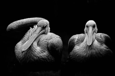 Monochrome, artistic close-up of two pink backed pelican agains a black background. These long billed water birds are part of the breeding programme at Folly Farm. Copy space within the background.  clipart