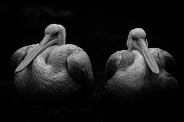 Tek renkli, iki pembe pelikanın sanatsal yakın çekimi siyah bir arkaplan oluşturur. Bu uzun gagalı su kuşları Folly Farm 'daki üreme programının bir parçası. Arkaplanda boşluk kopyala. 