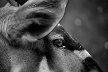 Critically endangered eastern Bongo, (Tragelaphus eurycerus) at Folly Farm in Wales Fewer than 150 bongo left in the wild. Photo usage allowed for commercial purposes. One of a series of animals. clipart