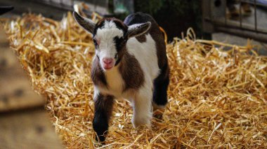 Foilly Çiftlik Hayvanat Bahçesi 'ndeki samanlıkta beslenen küçük bir çocuğun 4K videosu.