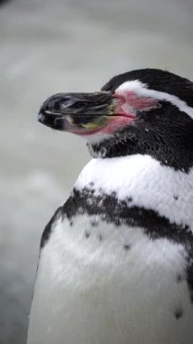 Folly Farm Hayvanat Bahçesi, Kilgetty, Pembrokeshire, Galler 'de bir makarna pengueninin 4K yakın çekim filmi. Bu türün kafasında altın bir arma var. Ticari ve yaratıcı kullanım için temizlendi.