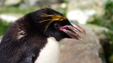Folly Farm Hayvanat Bahçesi, Kilgetty, Pembrokeshire, Galler 'de bir makarna pengueninin 4K yakın çekim filmi. Bu türün kafasında altın bir arma var. Ticari ve yaratıcı kullanım için temizlendi.