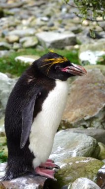 Folly Farm Hayvanat Bahçesi, Kilgetty, Pembrokeshire, Galler 'de bir makarna pengueninin 4K yakın çekim filmi. Bu türün kafasında altın bir arma var. Ticari ve yaratıcı kullanım için temizlendi.