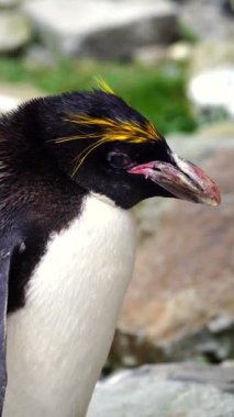 Folly Farm Hayvanat Bahçesi, Kilgetty, Pembrokeshire, Galler 'de bir makarna pengueninin 4K yakın çekim filmi. Bu türün kafasında altın bir arma var. Ticari ve yaratıcı kullanım için temizlendi.