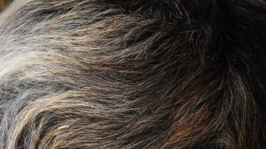 Hayvan kürkünün geçmişi ve dokusu. Keçi kürkünün aşırı yakın çekimi. Yumuşak, yumuşak bir palto bu çiftlik hayvanını soğuktan korur. Gri, kahverengi, beyaz ve kremanın güzel tonları