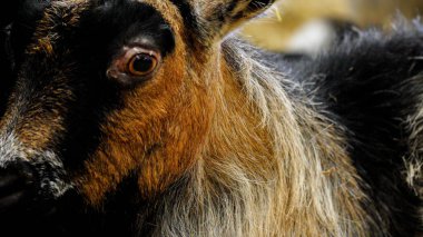 Extreme close-up and headshot of a goat One brown eye is visible and there is a look of fear as he looks at the camera.  His body is covered in long soft fur in multiple shades of brown and black.  clipart