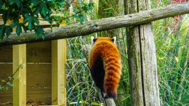 Folly Farm Hayvanat Bahçesi 'nde ağaçların arasında sürünen kırmızı bir panda. Küçük panda, kırmızı ayı-kedi ve kırmızı kedi-ayı olarak da bilinir. Tehlikede olarak sınıflandırılmış, vahşi doğada 10.000 'den az insan var. Bunlar E. Himalayalar ve SW Çin 'de bulunur.. 