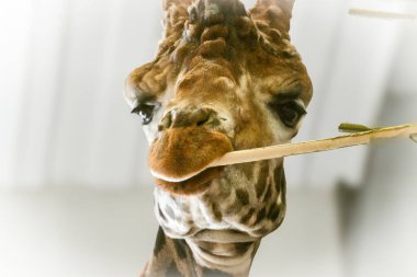 Close up headshot of a giraffe grazing on bamboo shoots. Its large black eye looks down at the lens. Folly Farm Zoo is home to a male herd of a type of giraffe called Rothschild hybrid. clipart